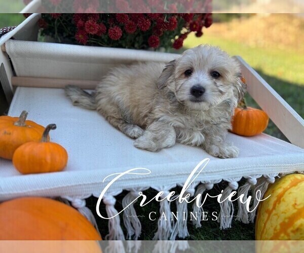 Medium Photo #28 Havachon Puppy For Sale in NIANGUA, MO, USA