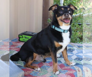 Chihuahua Dogs for adoption in Bandera, TX, USA