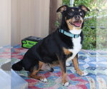 Small Chihuahua
