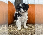 Pepper - Female Bernedoodle (Miniature) Puppy for Sale - Photo #2