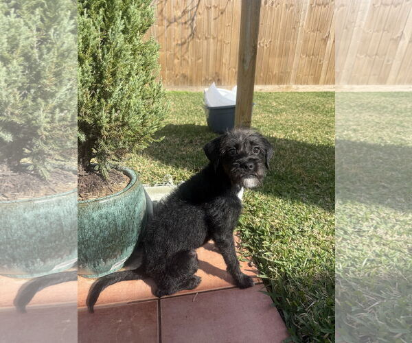 Medium Photo #3 Mutt Puppy For Sale in Rosenberg, TX, USA