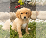 Small Photo #42 Golden Cavadoodle Puppy For Sale in MILLERSBURG, IN, USA