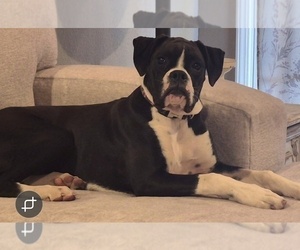 Mother of the Boxer puppies born on 02/07/2026