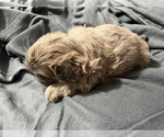 Small #7 Shih Tzu