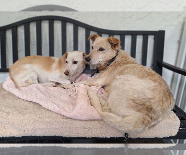 Medium Photo #5 Mutt Puppy For Sale in Chico, CA, USA