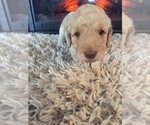 Small Photo #6 Goldendoodle Puppy For Sale in STILLMAN VALLEY, IL, USA