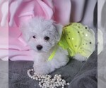 Small Photo #6 Maltese Puppy For Sale in PISCATAWAY, NJ, USA
