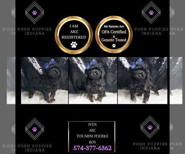 Medium Photo #25 Poodle (Toy) Puppy For Sale in WARSAW, IN, USA