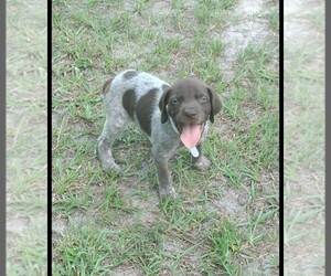German Shorthaired Pointer Puppy for Sale in LENOX, Georgia USA
