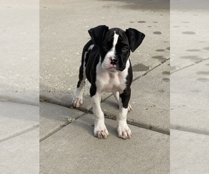 Boxer Puppy for sale in OAK LAWN, IL, USA