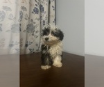 Small #64 Havanese