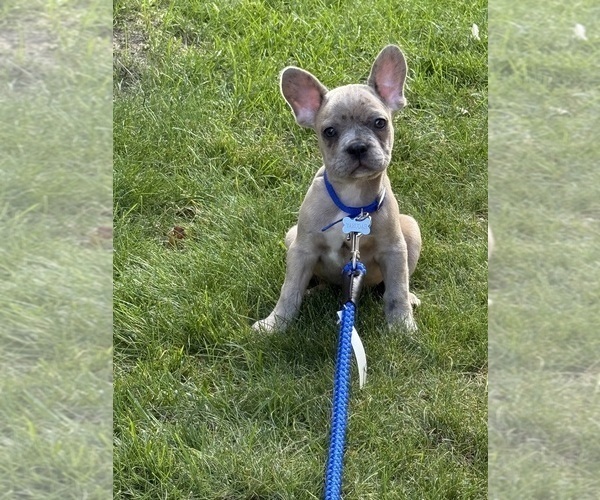 Medium Photo #1 French Bulldog Puppy For Sale in MILWAUKEE, WI, USA