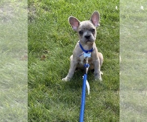 French Bulldog Puppy for Sale in MILWAUKEE, Wisconsin USA