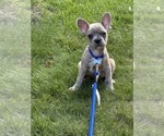Small French Bulldog