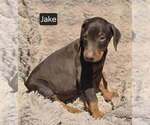 Small Photo #5 Doberman Pinscher Puppy For Sale in POMEROY, OH, USA