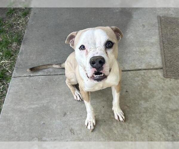 Medium Photo #2 American Bulldog-Unknown Mix Puppy For Sale in Grand Prairie, TX, USA