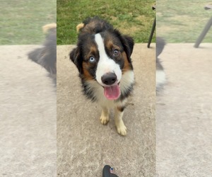 Cayenne - Male Australian Shepherd-Unknown Mix Dog for Adoption - Photo #7