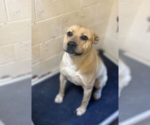 American Pit Bull Terrier-Unknown Mix Dogs for adoption in Las Vegas, NM, USA