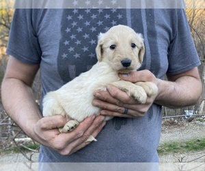 Goldendoodle Puppy for sale in WEAVERVILLE, NC, USA