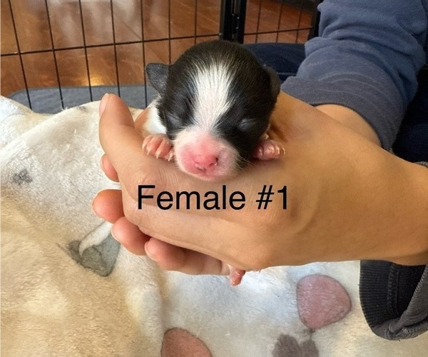 Medium Photo #1 Pomeranian Puppy For Sale in SAN JOSE, CA, USA