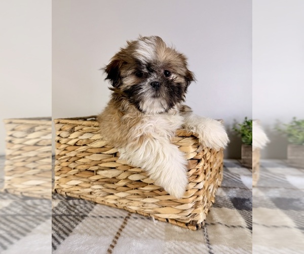 Medium Photo #1 Shih Tzu Puppy For Sale in GREENFIELD, IN, USA