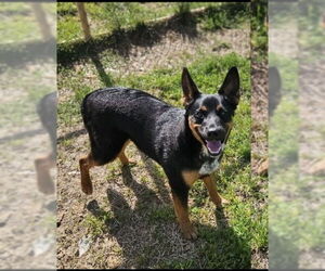 Mutt Dogs for adoption in Rockaway, NJ, USA