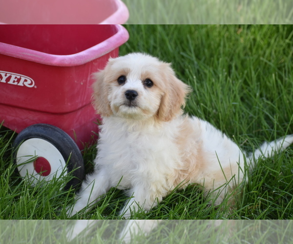Medium Photo #2 Cavachon Puppy For Sale in ELDORADO, OH, USA