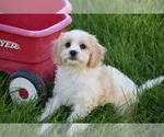 Small #1 Cavachon