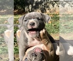 Small Photo #17 American Bully Puppy For Sale in NIXA, MO, USA