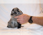 Small #9 Poodle (Toy)