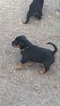 Small Photo #5 Rottweiler Puppy For Sale in OAKLEY, CA, USA