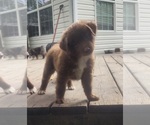 Small Photo #14 Miniature Australian Shepherd Puppy For Sale in DALTON CITY, IL, USA