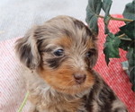 Small Photo #13 Cavapoo Puppy For Sale in THORP, WI, USA