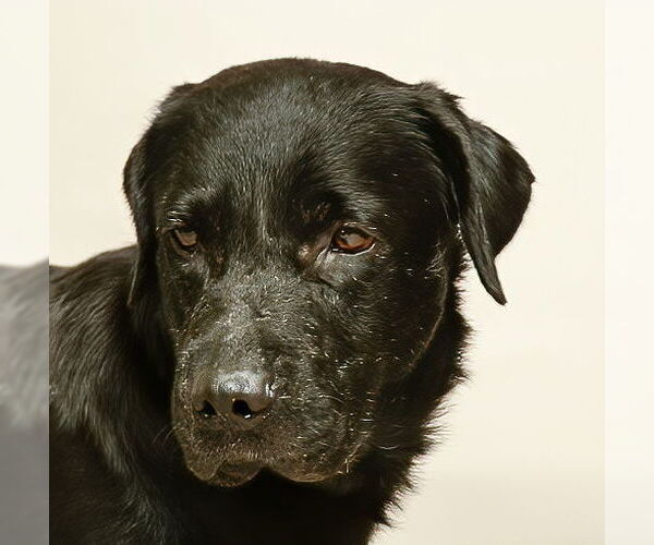 Medium Photo #2 Labrador Retriever Puppy For Sale in Sanford, FL, USA
