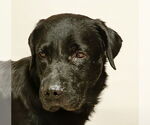 Small #1 Labrador Retriever