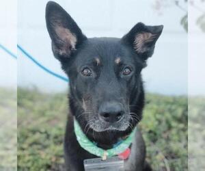 Santiago - Male Mutt Dog for Adoption - Photo #14