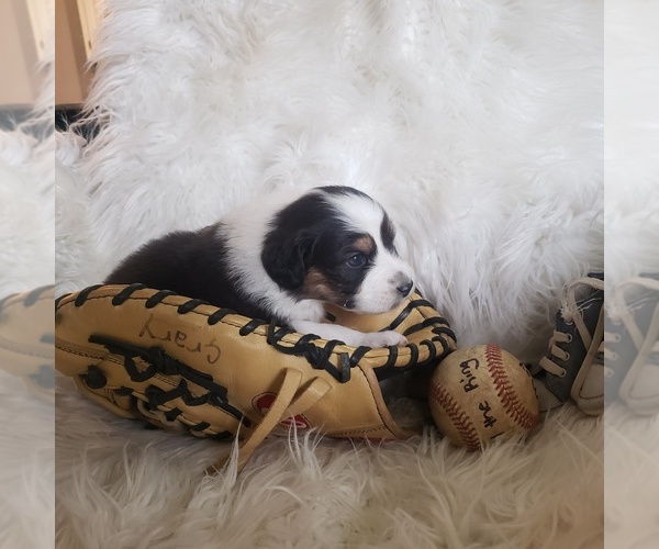 Medium Photo #22 Australian Shepherd Puppy For Sale in PROVIDENCE FORGE, VA, USA