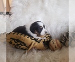 Small #21 Australian Shepherd