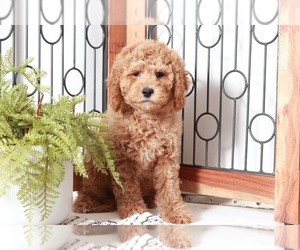Cavapoo Puppy for sale in NAPLES, FL, USA