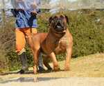 Small Photo #56 Boerboel Puppy For Sale in LAS CRUCES, NM, USA