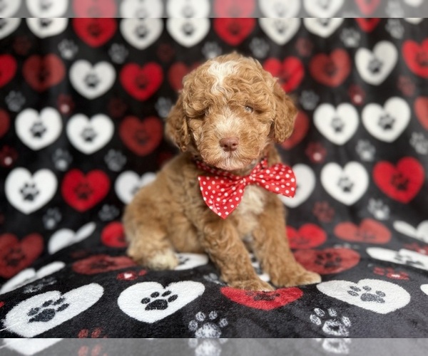 Medium Photo #7 Poodle (Miniature) Puppy For Sale in LAKELAND, FL, USA