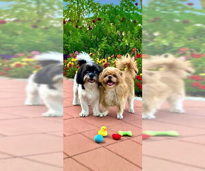Mikey James & Leo Thomas - Male Shih Tzu Dog for Adoption - Photo #8