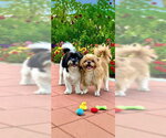 Small Photo #8 Shih Tzu Puppy For Sale in Weston, FL, USA