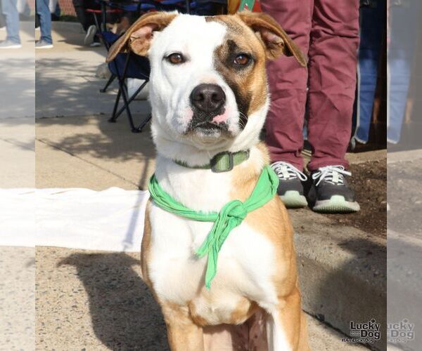 Medium Photo #2 Mutt Puppy For Sale in Washington, DC, USA