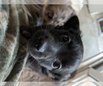 Small Photo #5 Dameranian Puppy For Sale in SCOTTVILLE, MI, USA