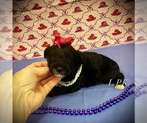 Schnoodle (Miniature) Puppy for sale in WINNSBORO, LA, USA