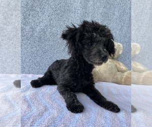 Medium Pomeranian-Poodle (Toy) Mix