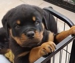 Small #9 Rottweiler