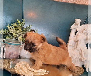Shiranian Puppy for sale in LE MARS, IA, USA