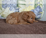 Puppy Dominic Cavapoo